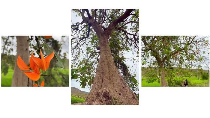 Cây Plah (Mlah) mọc nhiều ở rừng khộp, nương rẫy. Ảnh: Lạc Hà