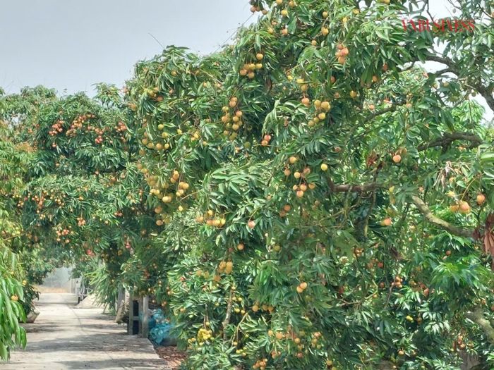 Người trồng vải và ngành nông nghiệp đang nỗ lực gia tăng chất lượng quả vải để bù đắp thiệt hại về sản lượng do thời tiết. 
