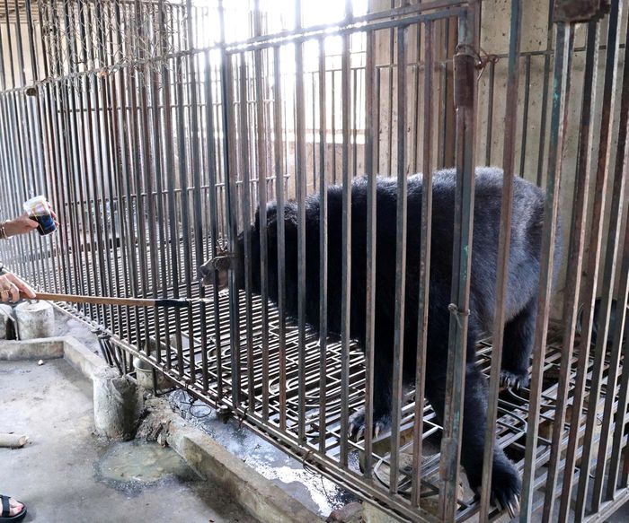 Cá thể gấu ngựa nặng khoảng 90kg
