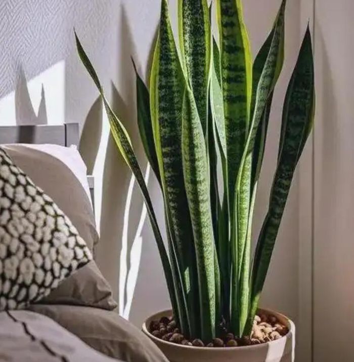 Lưỡi hổ thải oxy vào ban đêm, được xem là "lá chắn" bảo vệ giấc ngủ khỏi năng lượng xấu. Ảnh: Baidu