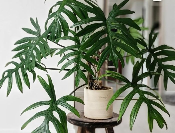 Trầu bà lá xẻ với dáng rủ mềm mại, tượng trưng cho sự gắn kết và hòa hợp trong tình cảm vợ chồng. Ảnh: Baidu