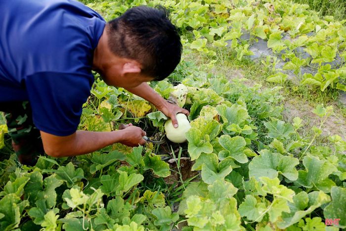 Không chỉ thu hoạch dưa bở, thời điểm này, tại các xứ đồng ở Cổ Đạm, nhiều hộ dân cũng đang tập trung thu hoạch dưa lê.