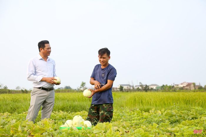 Theo ông Bùi Phi Long – Chủ tịch Hội Nông dân xã Cổ Đạm (bên trái), cây dưa được xem là cây trồng chủ lực mang lại hiệu quả kinh tế cao cho người dân địa phương. Đây là cây trồng ngắn ngày, dễ trồng, ít công chăm sóc, thu hoạch từ 50 – 60 ngày sau khi trồng. Các hộ dân chia thành nhiều đợt xuống giống để thuận lợi cho việc chăm sóc và tiêu thụ. Do đó, bà con có thể thu hoạch "cuốn chiếu" bắt đầu từ cuối tháng 4 đến đầu tháng 7 nhằm đáp ứng nhu cầu của thị trường vào mùa hè nắng nóng.