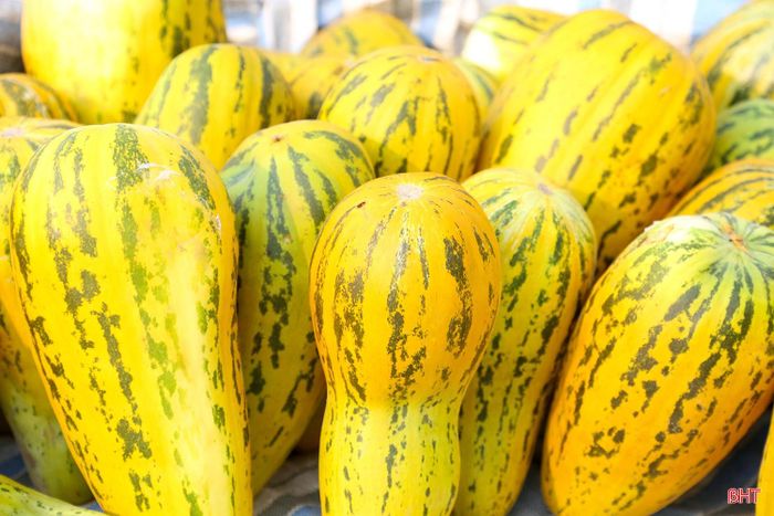 Dưa bở Cổ Đạm đầu vụ được bán với giá từ 20.000 - 25.000 đồng/kg. Trung bình mỗi sào đạt năng suất 1,2 tấn. Sau khi trừ chi phí, bà con thu về từ 10 - 15 triệu đồng/sào”.