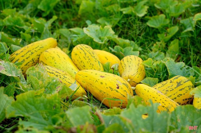 Theo bà con nông dân, năm nay thời tiết nhiều nắng thích hợp cho cây dưa phát triển, ít sâu bệnh, năng suất cao.
