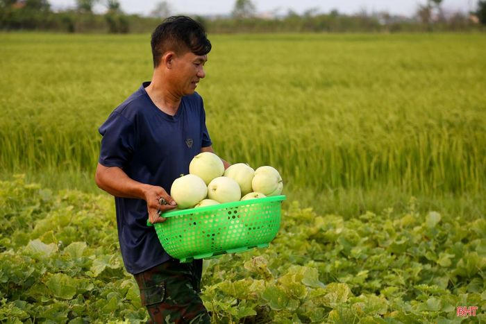"Sau khi thu hoạch lứa dưa bở, tôi tiến hành thu hoạch dưa lê. So với dưa bở, dưa lê cho năng suất kém hơn nhưng bù lại quả to đều, giá tốt. Những ngày qua tôi đã xuất bán được 5 tạ dưa lê, trừ chi phí thu về gần 10 triệu đồng”- ông Lê Văn Trong, thôn Kỳ Tây, xã Cổ Đạm cho hay.