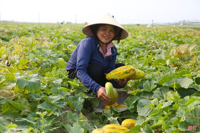 Thời điểm này, bà con nông dân các thôn Vân Thanh Bắc, Vân Thanh, Kỳ Tây… xã Cổ Đạm đang tích cực bám đồng thu hoạch lứa dưa lê, dưa bở đầu tiên trong năm để cung ứng ra thị trường.