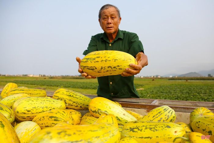 Ông Phan Văn Du (thôn Vân Thanh Bắc, xã Cổ Đạm) cho biết: "Vụ dưa năm nay gia đình tôi xuống giống các loại dưa trên diện tích 1,5 ha, trong đó, 0,8 ha dưa bở đang vào kỳ thu hoạch. Năm nay dưa bở được mùa, quả to đẹp, thương lái thu mua với giá cao."