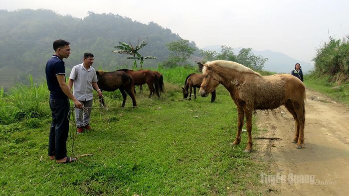 Người dân thôn Nậm Choong, xã Quảng Nguyên tham gia dự án nuôi ngựa sinh sản từ nguồn vốn Chương trình mục tiêu Quốc gia.