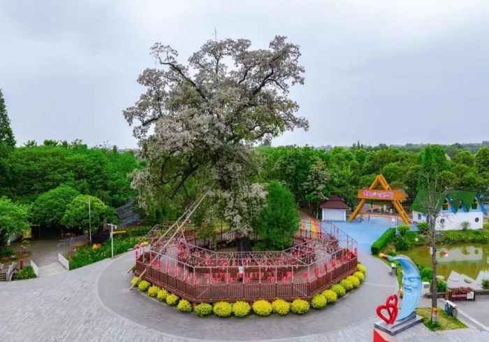 Cây cổ thụ nở hoa có vẻ đẹp cuốn hút. Ảnh: QQ