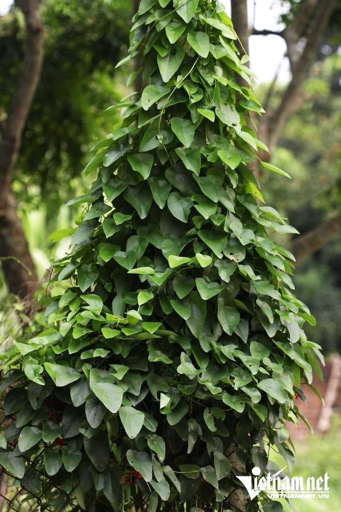Cây dây lõi tiền. Ảnh: N. Huyền