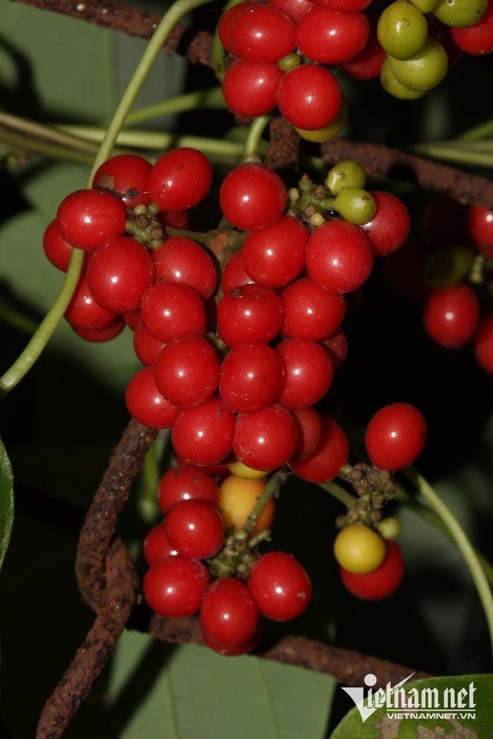 Quả dây lõi tiền. Ảnh: N. Huyền