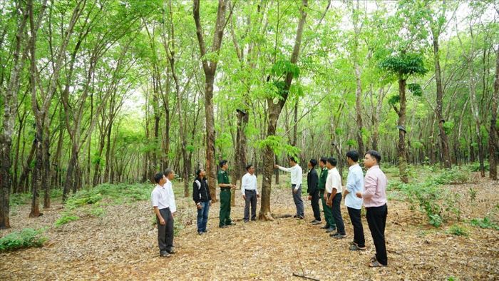 Các thành viên trong tổ tự quản đã hỗ trợ nhân dân, chia sẻ kinh nghiệm làm kinh tế, như: Trồng cây cao su, cà phê, điều... để nâng cao đời sống