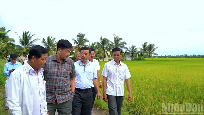 Đồng chí Hồ Trung Việt, Trưởng Ban Tuyên giáo và Dân vận Tỉnh ủy Cà Mau (thứ 2 từ phải qua) lội đồng thăm hỏi nông dân phường Láng Tròn cách thức trồng lúa hữu cơ.