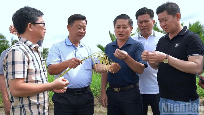 Đồng chí Hồ Trung Việt, Trưởng Ban Tuyên giáo và Dân vận Tỉnh ủy Cà Mau (cầm bông lúa) bày tỏ tâm đắc với chuỗi liên kết sản xuất lúa hữu cơ của nông dân phường Láng Tròn.