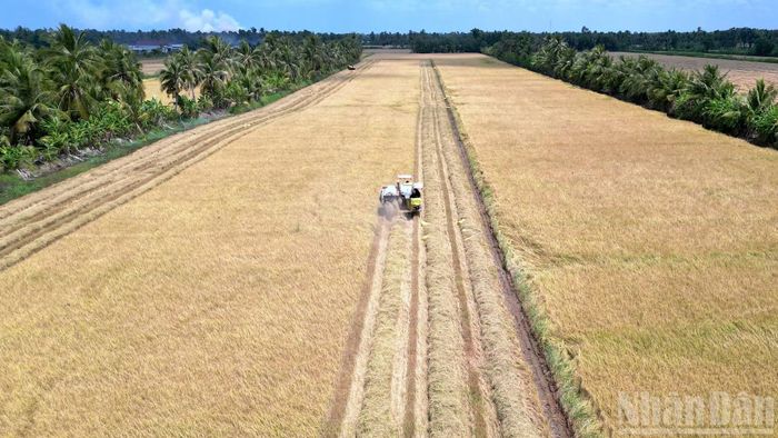 Đồng lúa chất lượng cao xã Đá Bạc (tỉnh Cà Mau) thu hoạch rộ vụ Đông-Xuân.