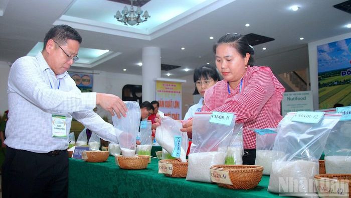 Ban giám khảo Cuộc thi gạo ngon Đồng bằng sông Cửu Long lần thứ I năm 2026 kiểm tra mẫu gạo của các chủ thể tham gia dự thi.