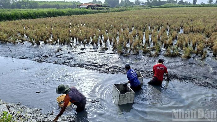 Lúa-tôm Cà Mau được giới chuyên gia đánh giá là mô hình bền vững, thân thiện với môi trường, thích ứng tốt với biến đổi khí hậu.