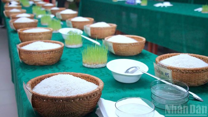 Sản phẩm gạo ngon của nhiều chủ thể tham gia tại Cuộc thi gạo ngon Đồng bằng sông Cửu Long lần thứ I năm 2026, đang diễn ra tại Cà Mau.