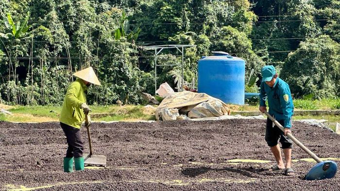  Nông dân xã Di Linh (tỉnh Lâm Đồng) phơi cà phê sau thu hái niên vụ 2025-2026 