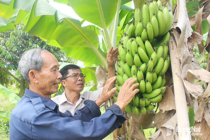 Nhiều nông dân xã Phú Lâm đang kiến thiết khu vườn cây ăn trái quanh năm đón khách ghé thăm, thưởng thức. Ảnh: Đoàn phú