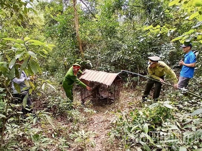 Đội Kiểm lâm cơ động và Phòng cháy, chữa cháy rừng khu vực III (Chi cục Lâm nghiệp và Kiểm lâm tỉnh Phú Thọ) phối hợp với Phòng Kinh tế, Công an xã Nguyệt Đức, Trung tâm Đa dạng sinh học Mê Linh tổ chức tái thả 1 cá thể khỉ mốc về môi trường rừng tự nhiên.
