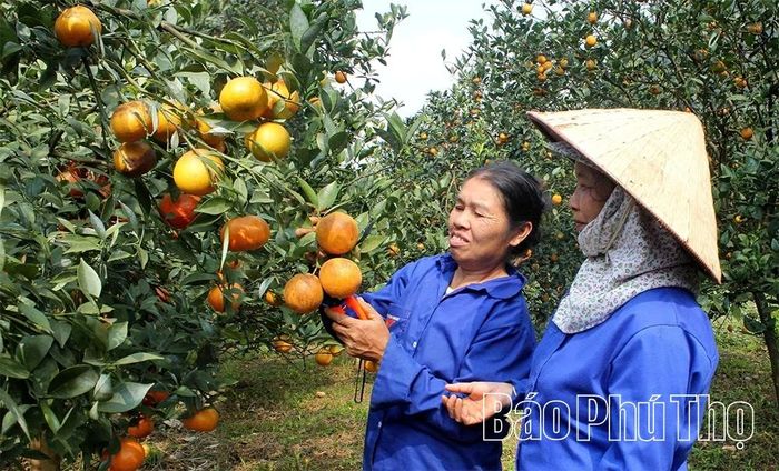 Xây dựng các vùng chuyên canh nông nghiệp tập trung theo hướng hàng hóa, thuận tiên cho việc áp dụng các biện pháp quản lý tiên tiến, nâng cao giá trị nông sản, xây dựng thành công thương hiệu cho sản phẩm và xây dựng sản phẩm OCOP (Ảnh: Vùng trồng cam chuyên canh ở xã Cao Phong).