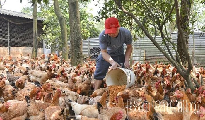Phát triển chăn nuôi tập trung, xây dựng cơ sở chăn nuôi an toàn dịch bệnh gắn với bảo vệ môi trường, tiến tới xóa bỏ chăn nuôi nhỏ lẻ là hướng phát triển chính trong lĩnh vực chăn nuôi (Ảnh: Mô hình chăn nuôi gà lông màu tập trung ở xã Tam Dương Bắc).