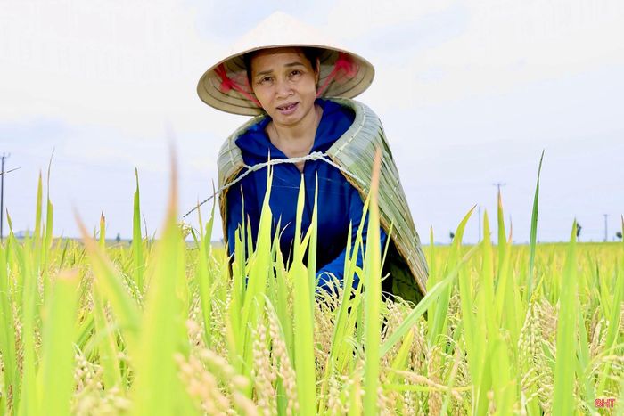Không chỉ giúp che nắng, chắn mưa, áo tơi còn mang trong mình hồn quê mộc mạc, trở thành biểu tượng cho sự bền bỉ, dẻo dai và sức sống mãnh liệt của người nông dân.