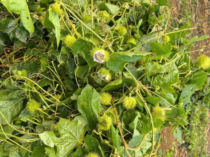 Cỏ lạc tiên tốt cho giấc ngủ. Ảnh: Dương Hiền.