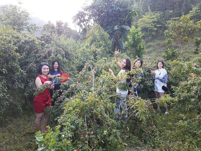 Du khách trải nghiệm hái mận. Ảnh CTTĐT Lào Cai.