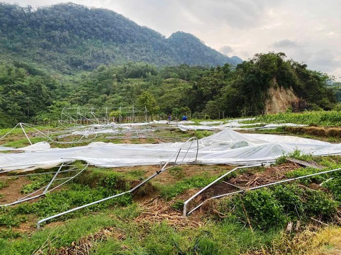 Nhà lưới bị giông lốc xô đổ. Ảnh: Thiên Lý