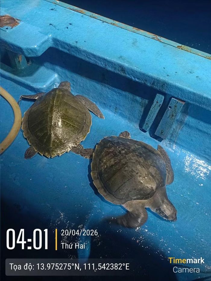  2 cá thể đồi mồi dứa do tàu cá của ông Nguyễn Ngọc Hiếu cứu hộ. Ảnh: NVCC 