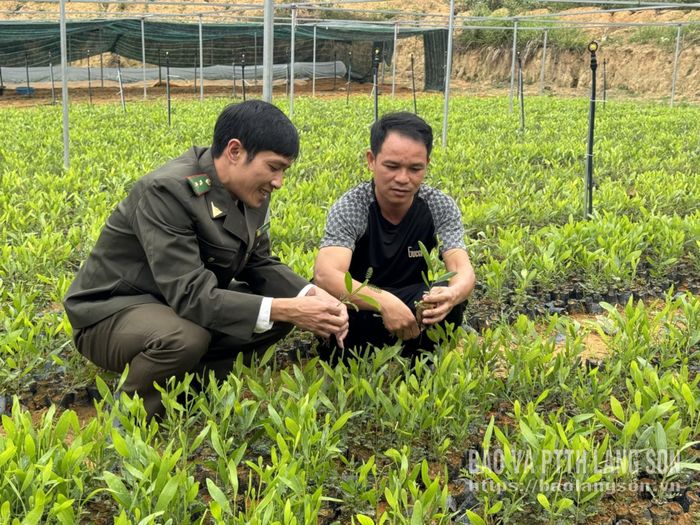 Cán bộ Hạt Kiểm lâm khu vực Hữu Lũng kiểm tra chất lượng keo giống tại vườn ươm ở xã Tuấn Sơn