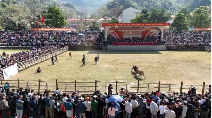 Sân vận động Bảo Lâm, Cao Bằng tổ chức Chọi bò hoành tráng.