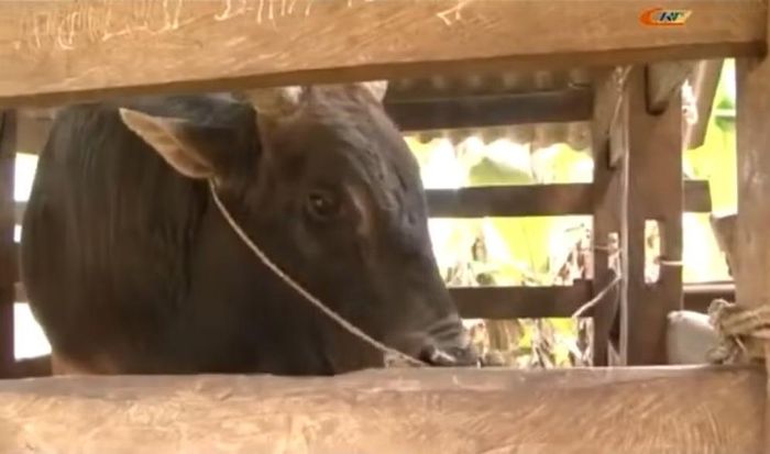Người Mông rất yêu quý bò, và chăm sóc cẩn thận hàng ngày.