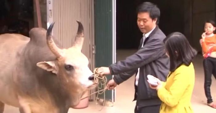 Chú bò vô địch trong vòng vây của báo chí