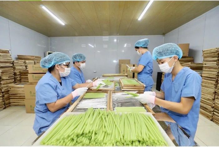 Sản phẩm ống hút rau củ của Hợp tác xã Nông nghiệp Sông Hồng (xã Thiên Lộc). Ảnh: Tùng Nguyễn