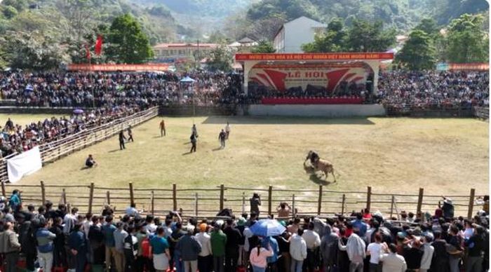 Sân vận động Bảo Lâm, Cao Bằng tổ chức Chọi bò hoành tráng.