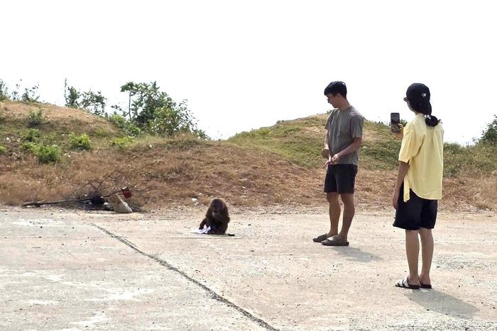 Khỉ hoang ở đường ven biển Phước Tân - Bãi Ngà. Ảnh: TN