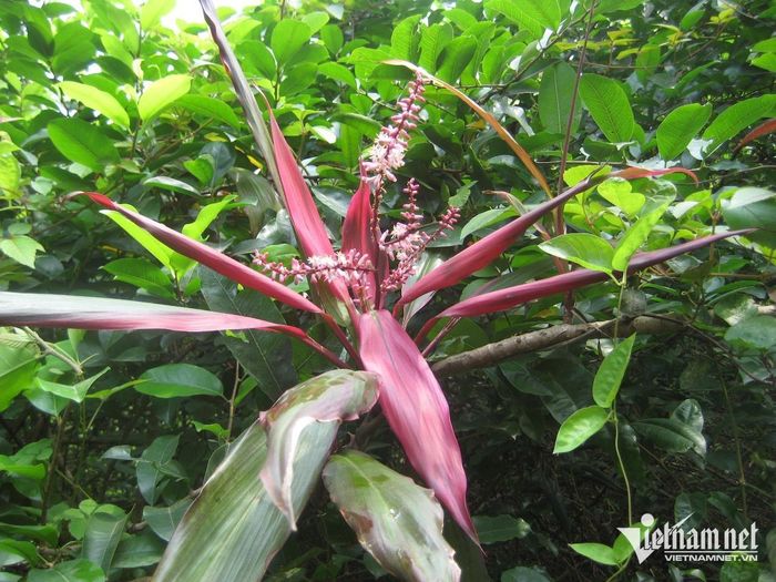 Cây huyết dụ. Ảnh: N.Huyền
