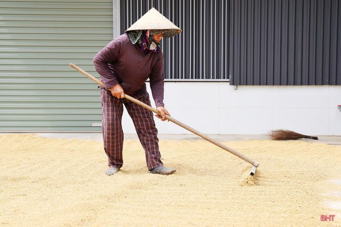 Bà Trần Thị Tương (thôn Vĩnh Phú, xã Cẩm Xuyên) tranh thủ phơi khô lúa cất, chờ giá lên mới bán ra.