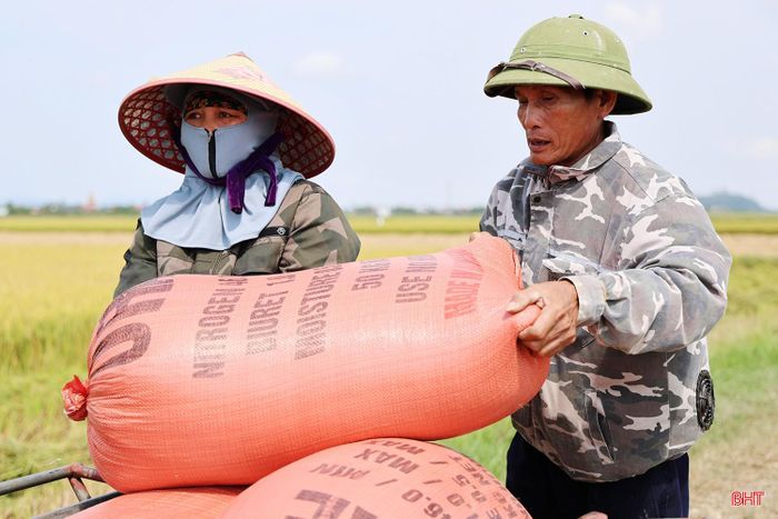 Gia đình bà Nguyễn Thị Hảo (thôn Đồng Cao, xã Thiên Cầm) không trọn niềm vui vì lúa được mùa nhưng mất giá.