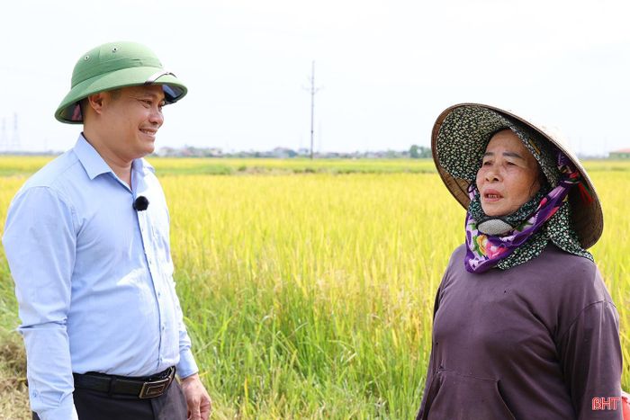 Người dân xã Cẩm Xuyên thu hoạch lúa xuân 2026.