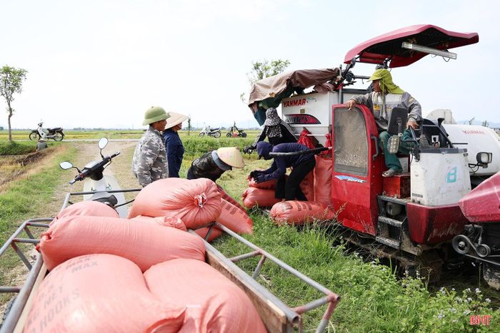 Không khí thu hoạch lúa vụ xuân rộn ràng trên đồng ruộng xã Thiên Cầm "kém vui" khi giá lúa đang ở mức thấp.