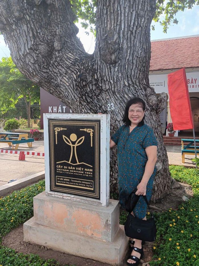 Cây bàng di sản ở Côn Đảo.