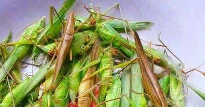 'Côn trùng bay' giá cả triệu đồng/kg: Ngon, bổ nhưng khi ăn cần lưu ý ...