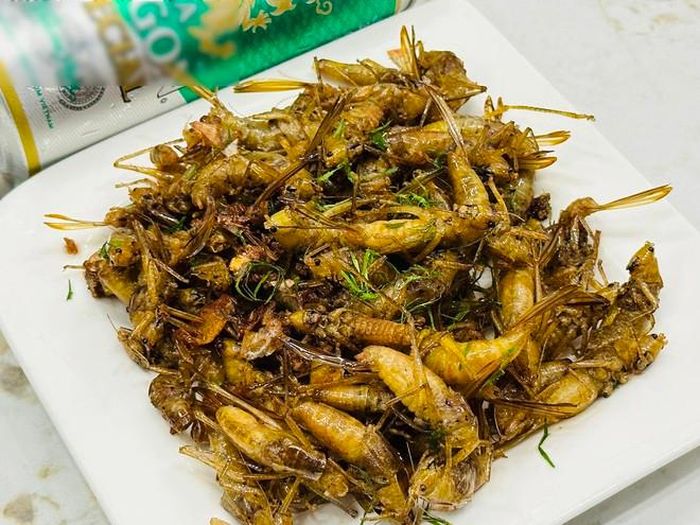 'Côn trùng bay' giá cả triệu đồng/kg: Ngon, bổ nhưng khi ăn cần lưu ý ...