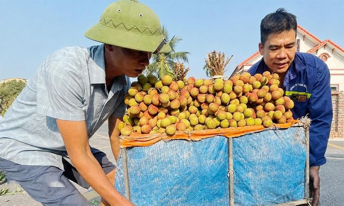 Vải chín sớm ở Bắc Ninh được thương nhân tìm mua với giá cao. 