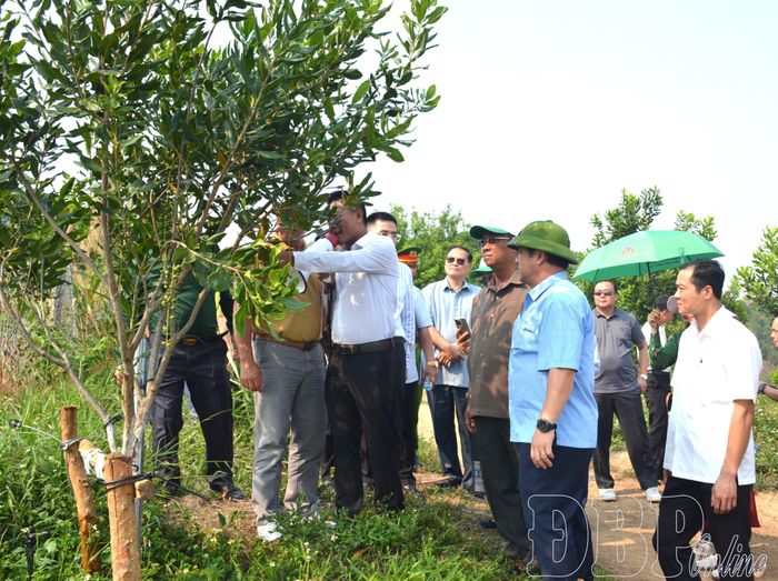 Với sự quan tâm, tạo điều kiện của chính quyền các cấp và sở, ngành, Công ty Cổ phần HD Kinh Bắc đã phát triển trồng cây mắc ca trên địa bàn tỉnh.